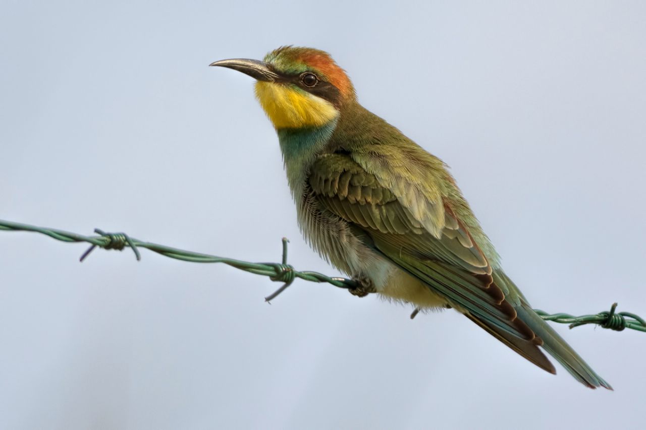 Gruccione (Merops apiaster)